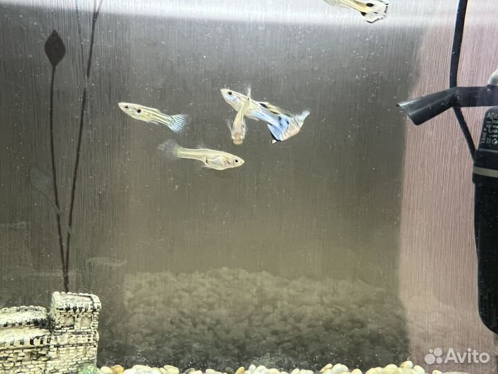 Мальки гуппи