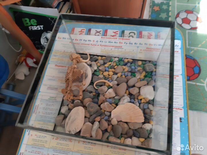 Аквариум(животные)