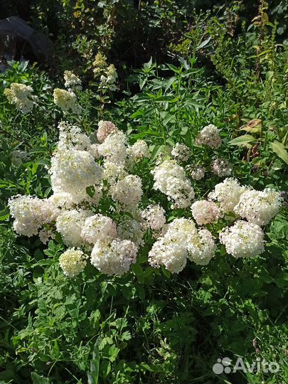 Продаю саженцы гортензии