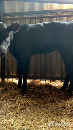 Теленок месячный