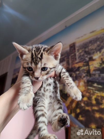 Бенгальские котята