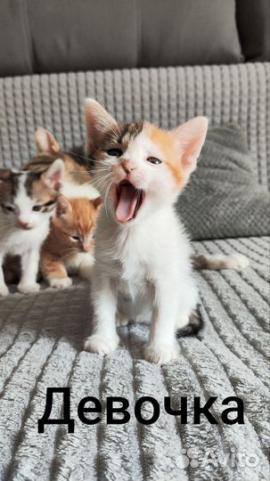 Отдам котят в добрые руки
