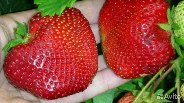 Клубника 37 сортов Генри, Ания, Бравура