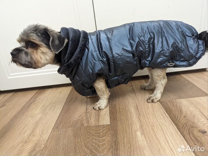 Одежда для собак
