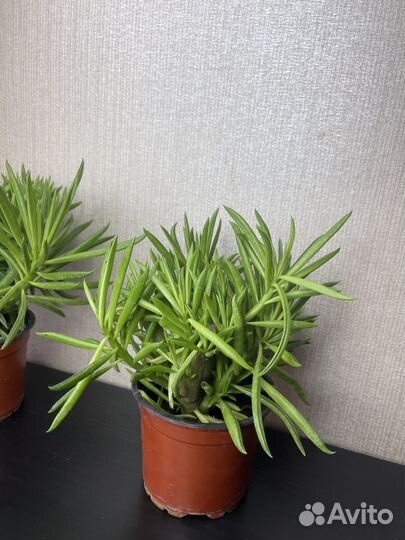 Пеперомия феррейра комнатные цветы