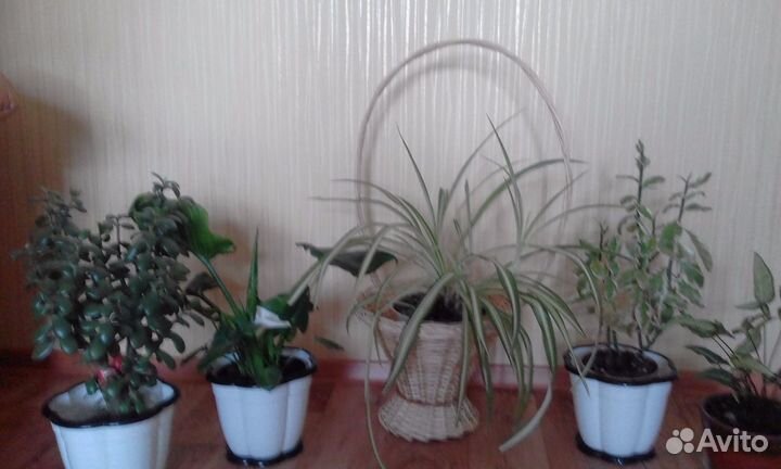 Комнатные цветы