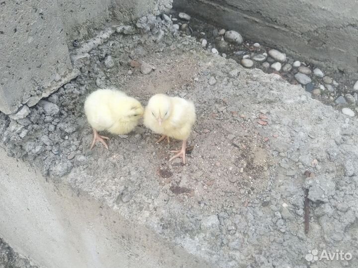Цыплята бройлеры