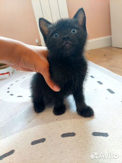 Отдам милых котят