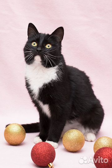 Очень ласковая кошка в добрые руки