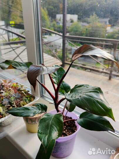 Филодендрон Ред Андерсон