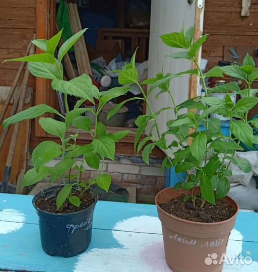 Гортензия саженцы