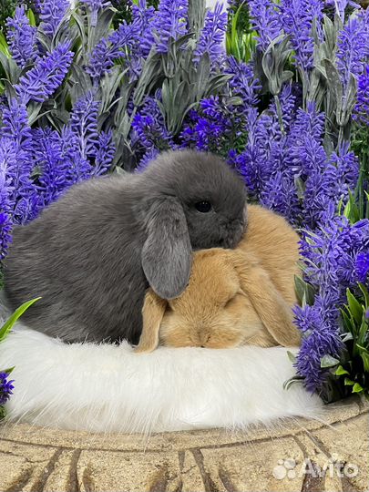 Карлики кролтки