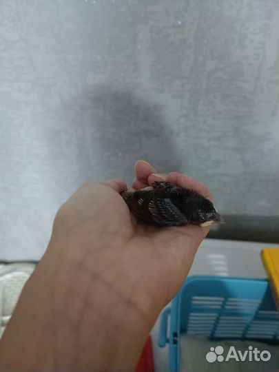 Скворец бесплатно