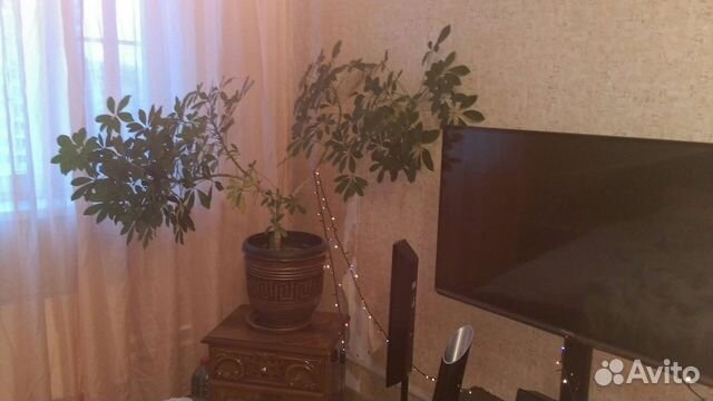 Комнатные цветы шефлера