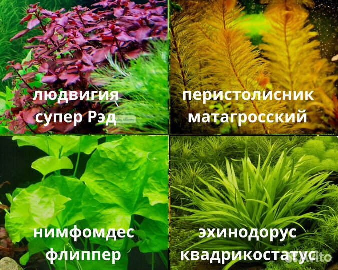 Аквариумные растения