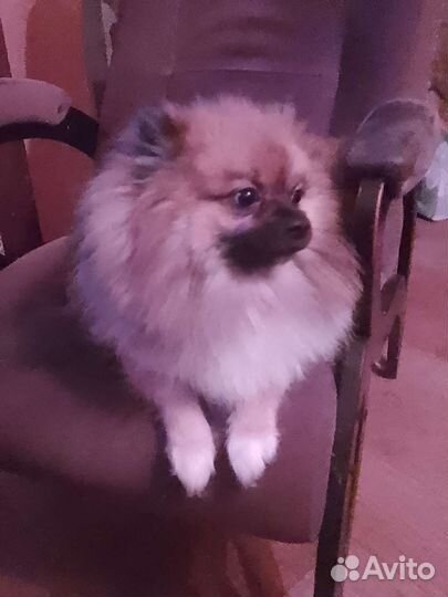 Продам шпица