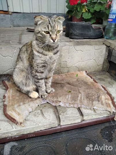 Кошка в дар бесплатно