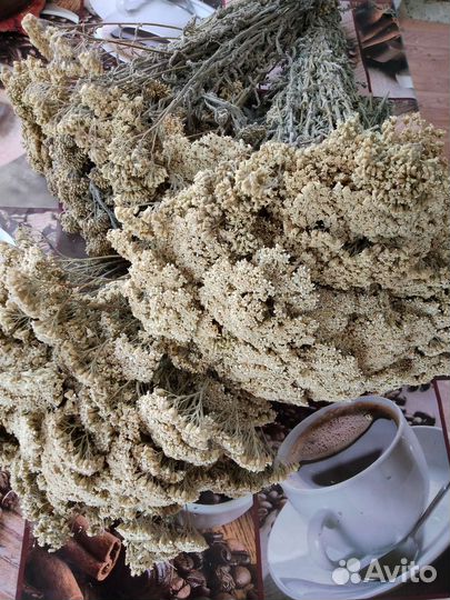 Тысячелистник лекарственный