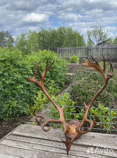 Продам рога оленя