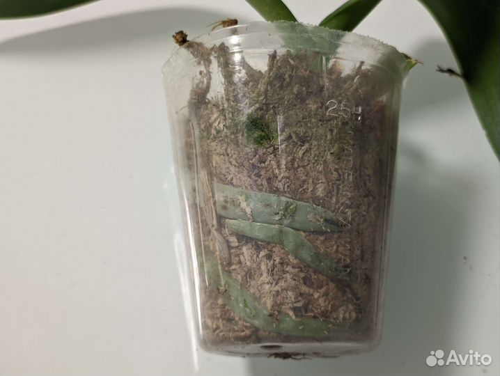 Орхидея фаленопсис Lioulin Wild cat