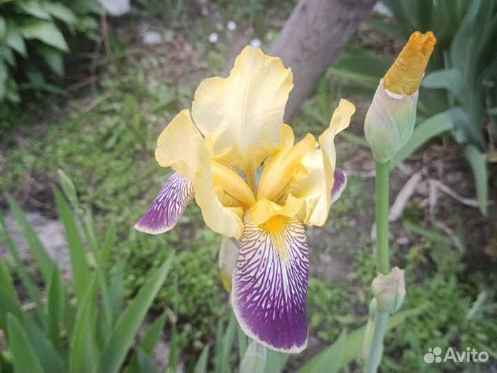 Ирисы 1.5 метра высотой, цветы 25 см в диаметре