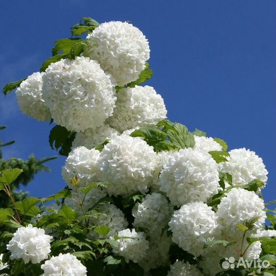 Калина Бульденеж