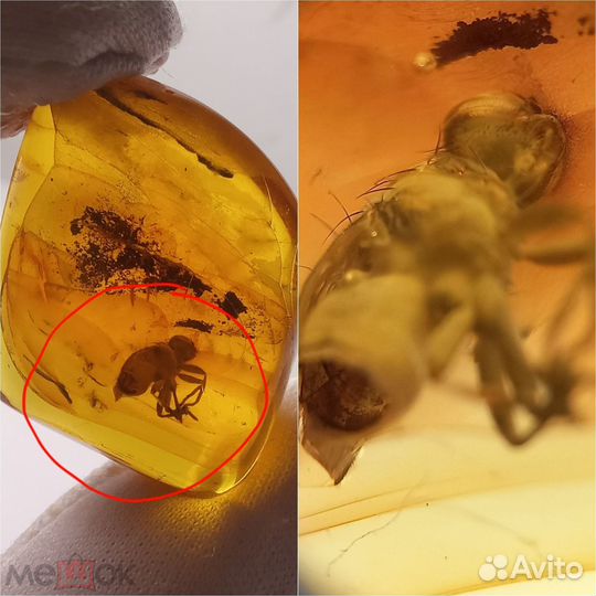 Два самородка янтаря с инклюзами