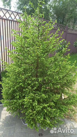 Сибирские Ёлки