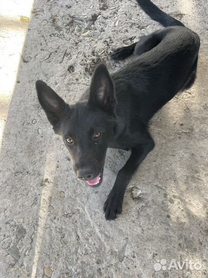 Щенок в добрые руки бесплатно дворняга