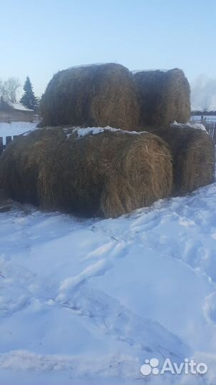 Сено в рулонах