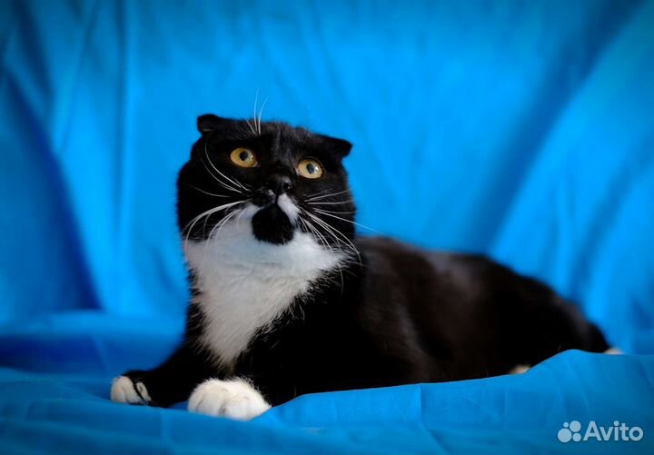 Молодая кошка-вислоушка ищет дом