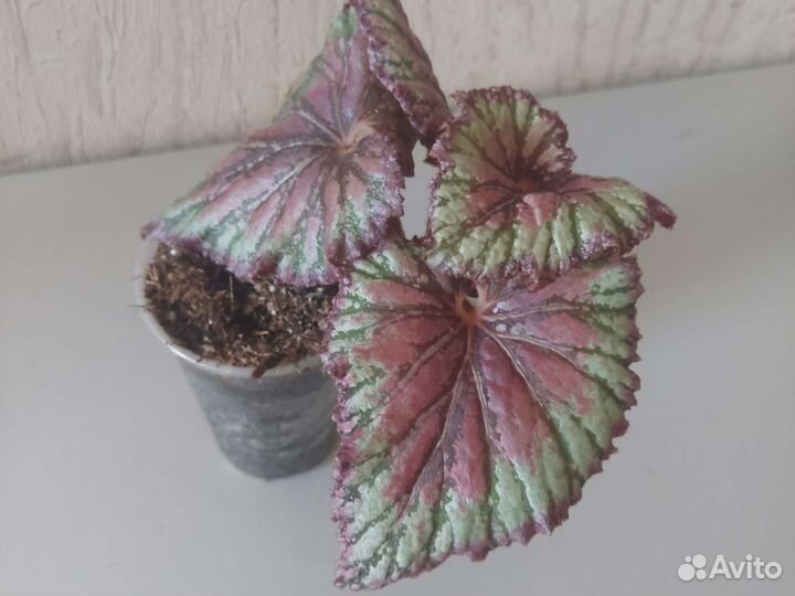 Комнатные красивые эффектные горшечные растения