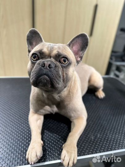 Вязка собак французский бульдог