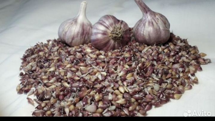 Чеснок озимый рассада