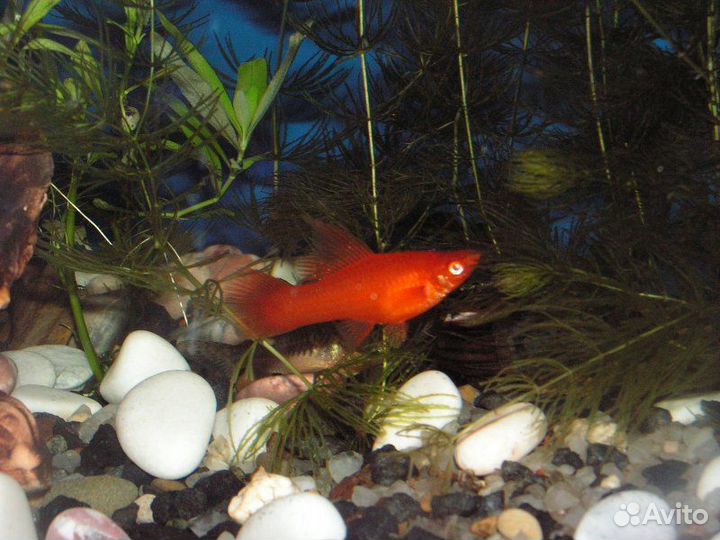 Мальки меченосцев