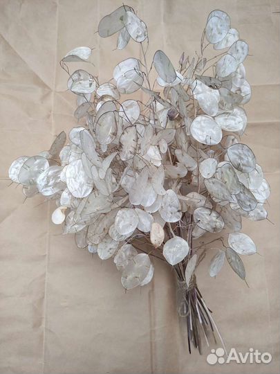 Лепестки Лунарии для творчества