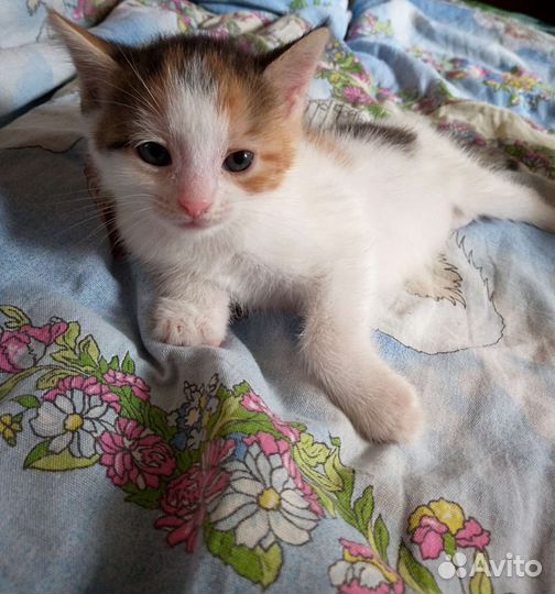 Котёнок, девочка
