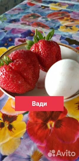 Усы клубники сорта Польше, Зенга-зенгана,Вади