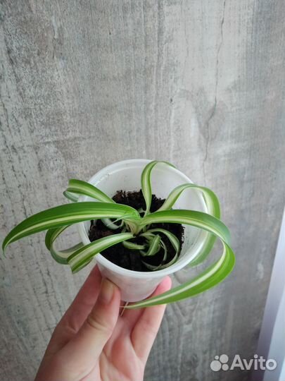 Хлорофитум кудрявый