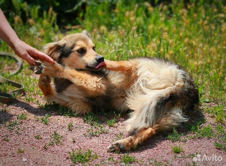 Мечта ищет дом