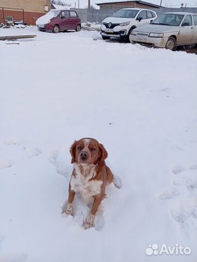 Бретонский Эпаньоль (Бретон) для вязки
