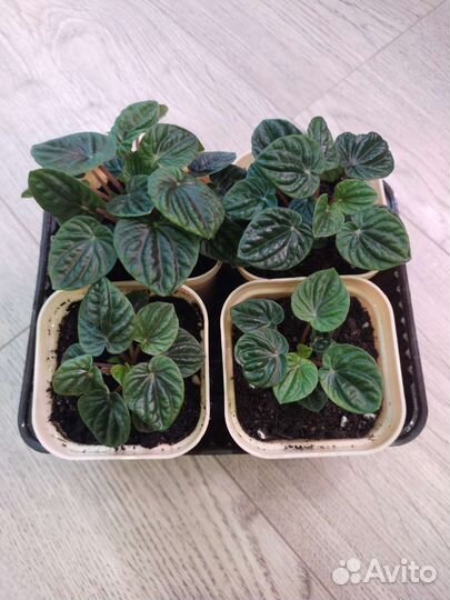 Пеперомия сморщенная