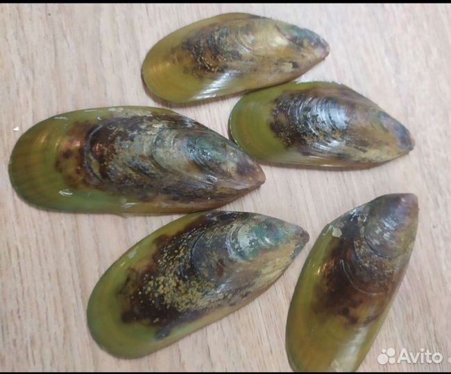 Ракушка мидии киви