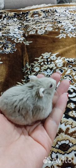 Джунгарский хомяк бесплатно