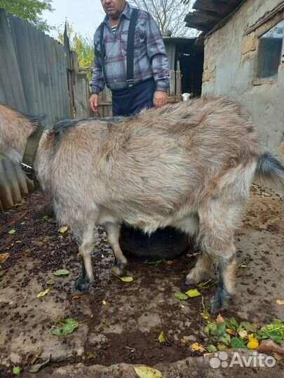 Коза дойная