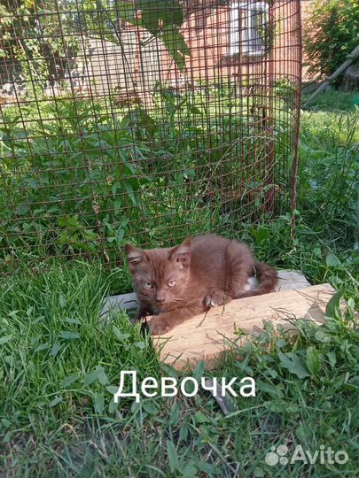 Котята в добрые руки бесплатно