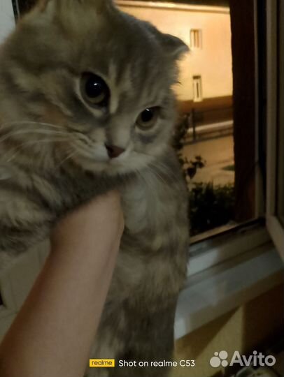 Кошка в дар бесплатно