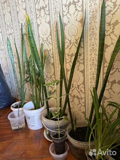 Толстянка, щучий хвост, денежное дерево