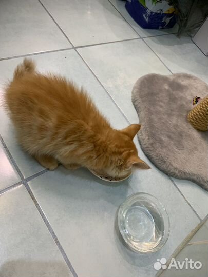 Котята отдам даром