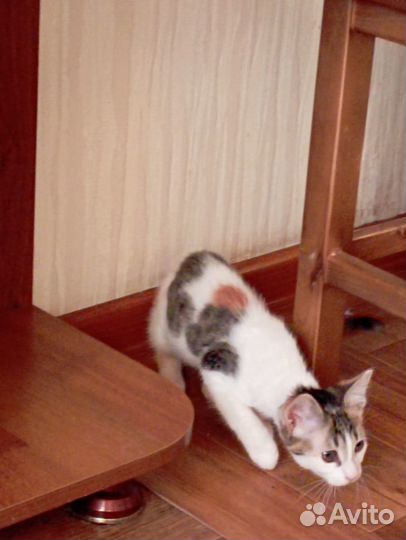 Трехцветная кошечка Васелиса